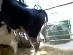 Thrilling zoophilia episode captured by farmer as one of his bulls mounted and drilled a cow